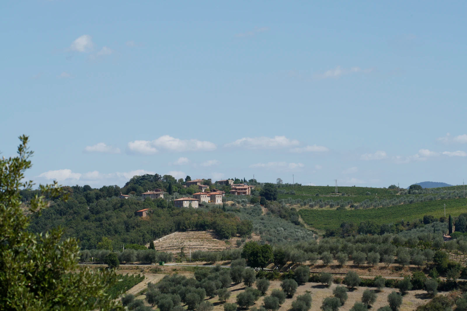 Olive groves, vineyards and terracotta-roofed farmhouses in the Tuscan countryside
