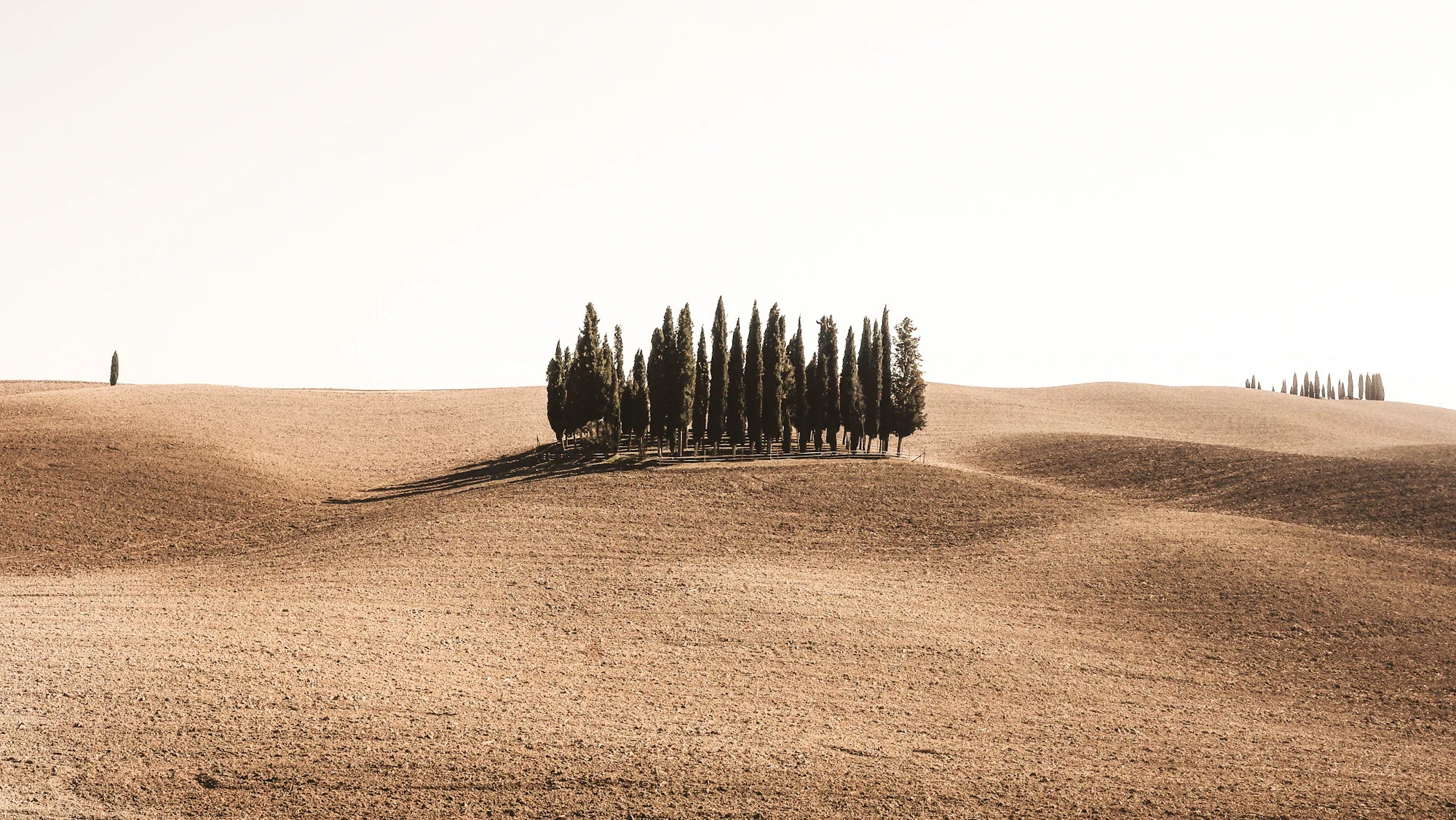 A group of cypress trees in the rolling fields of Val d'Orcia, Tuscany
